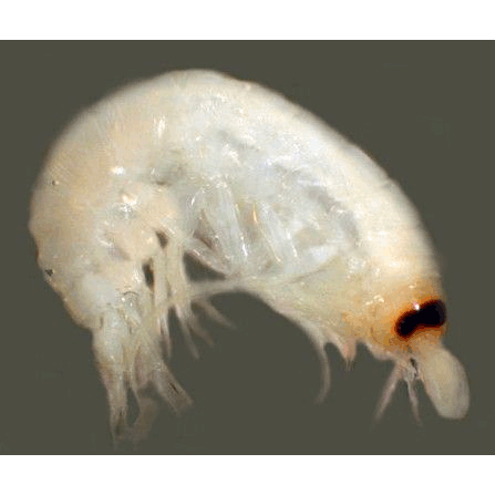 Семейство Vibilioidea фото
