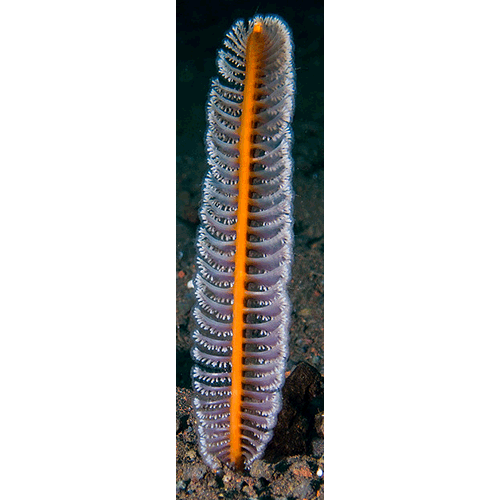 Семейство Virgulariidae  фото