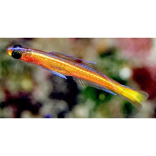 Род Vomerogobius фото