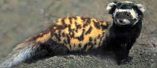 Vormela peregusna peregusna