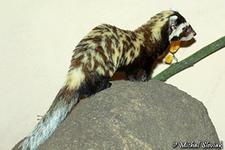 Vormela peregusna syriaca