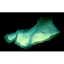 Семейство Vulcanellidae  фото