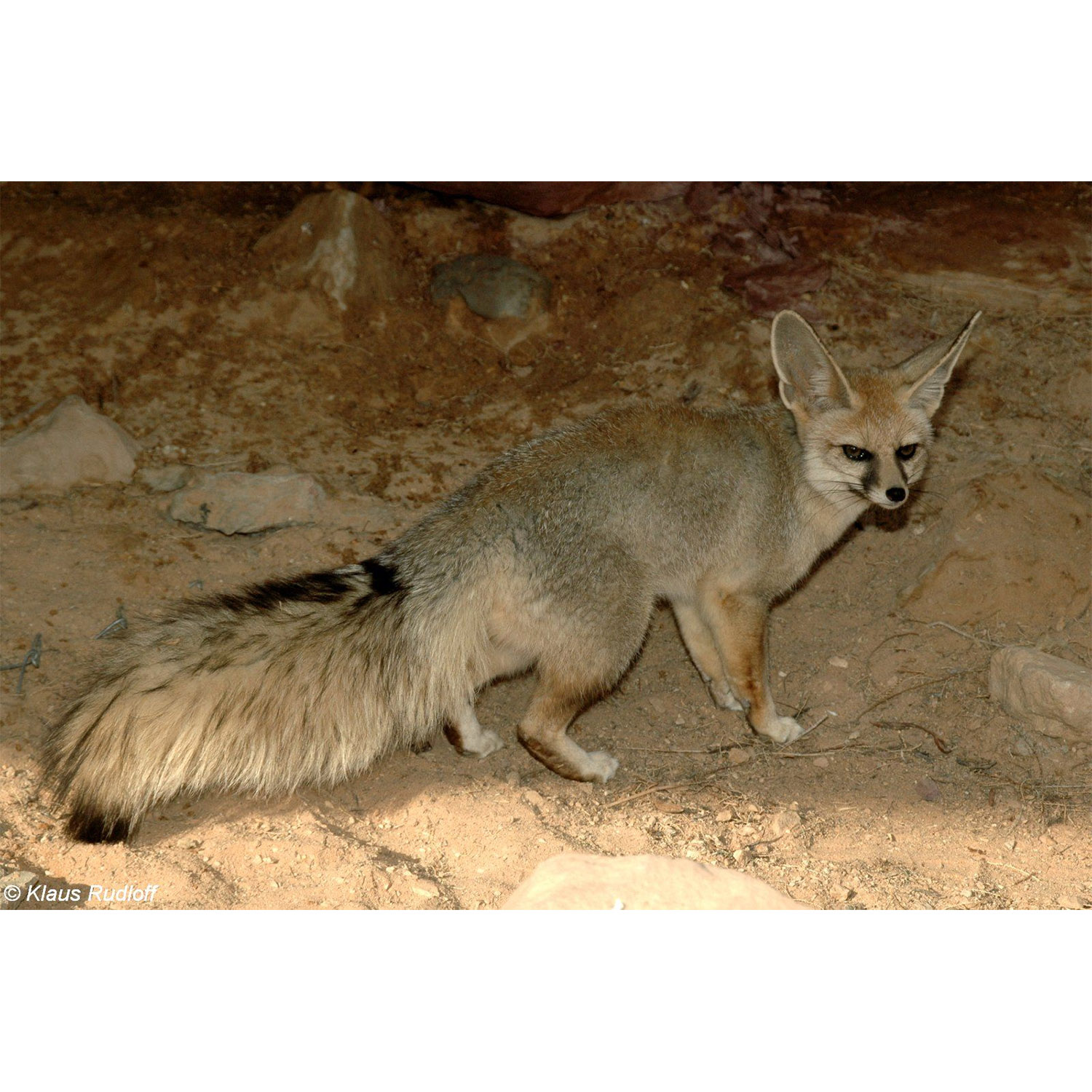 Vulpes cana Фото №3