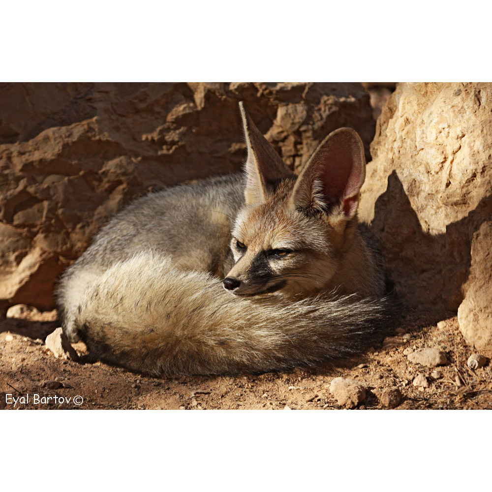 Vulpes cana Фото №6