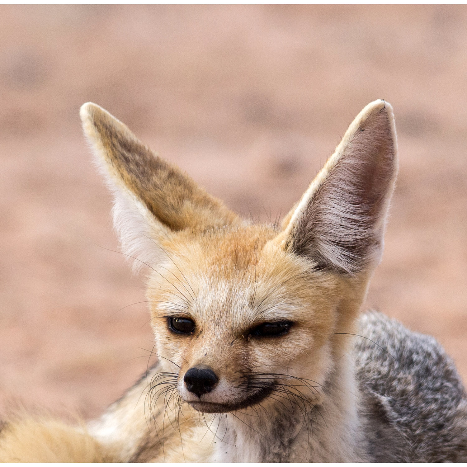 Vulpes chama Фото №10