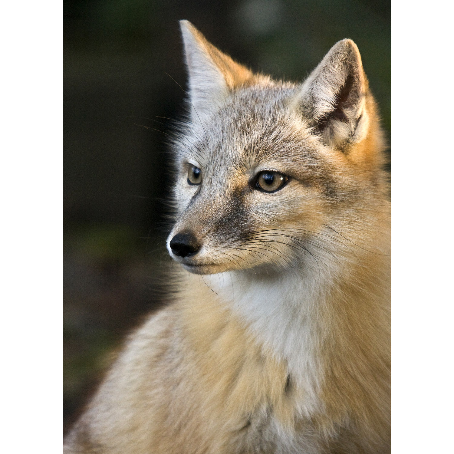 Vulpes corsac Фото №10