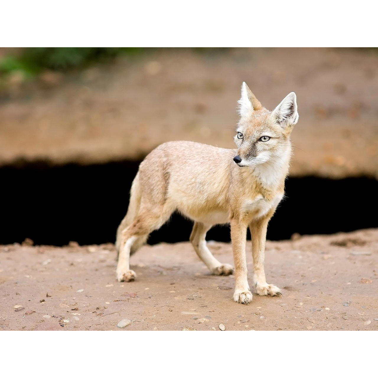 Vulpes corsac Фото №2