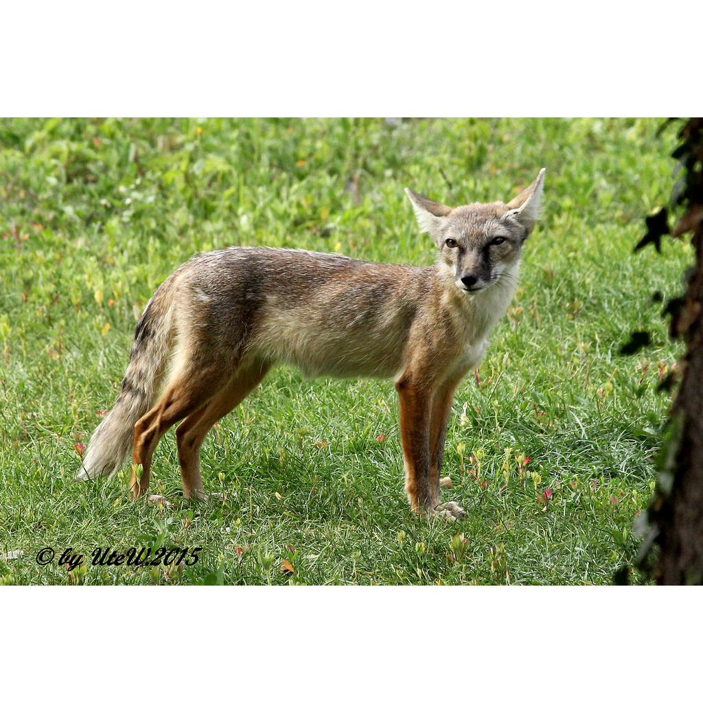 Vulpes corsac Фото №3