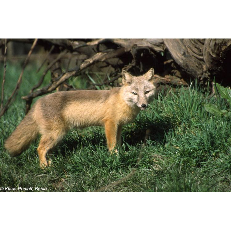 Vulpes corsac Фото №4