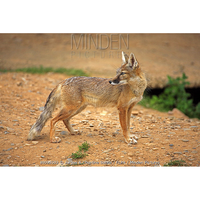 Vulpes corsac Фото №5