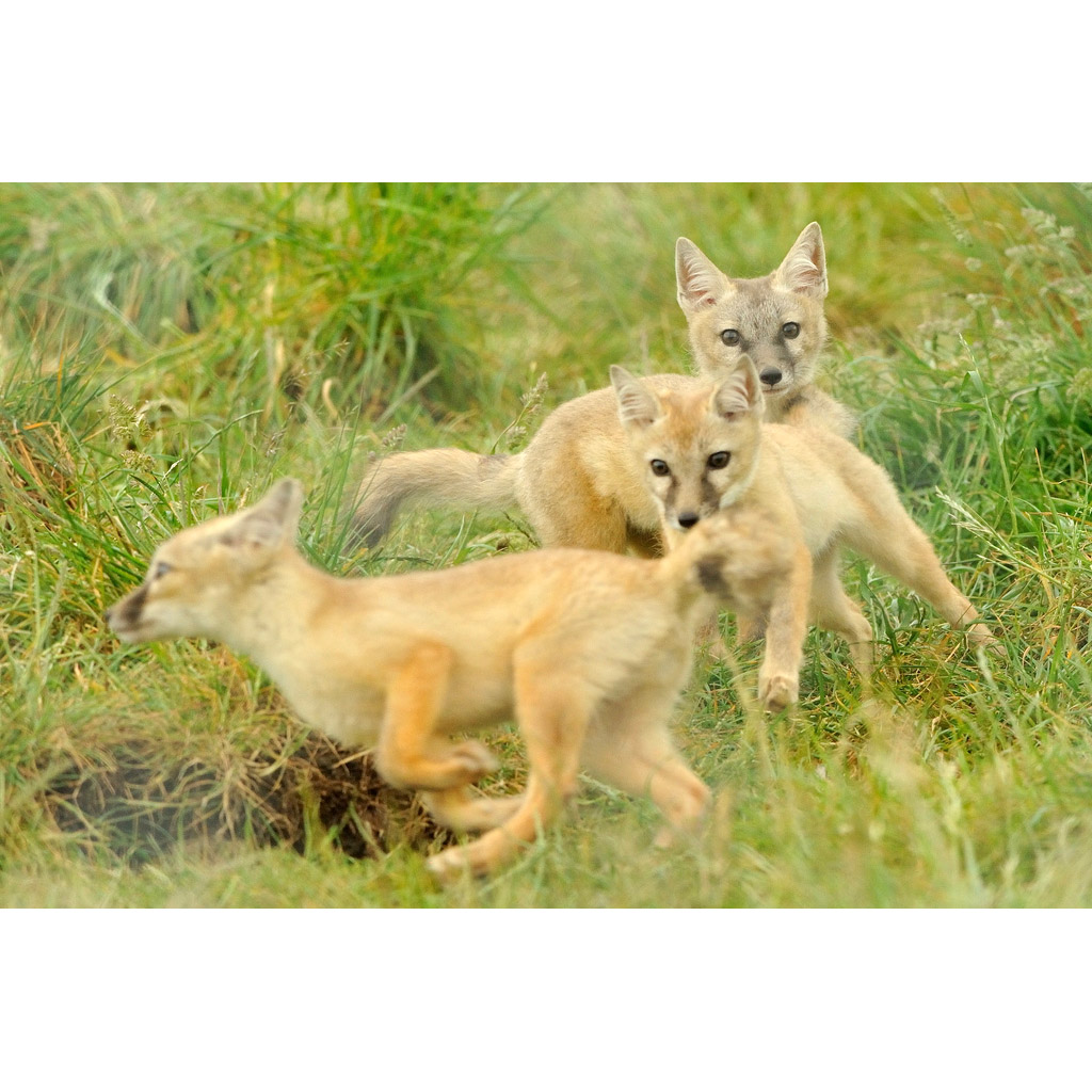 Vulpes corsac Фото №9