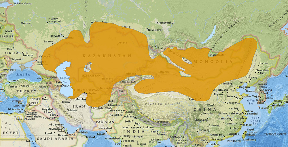 Vulpes corsac Ареал обитания на карте