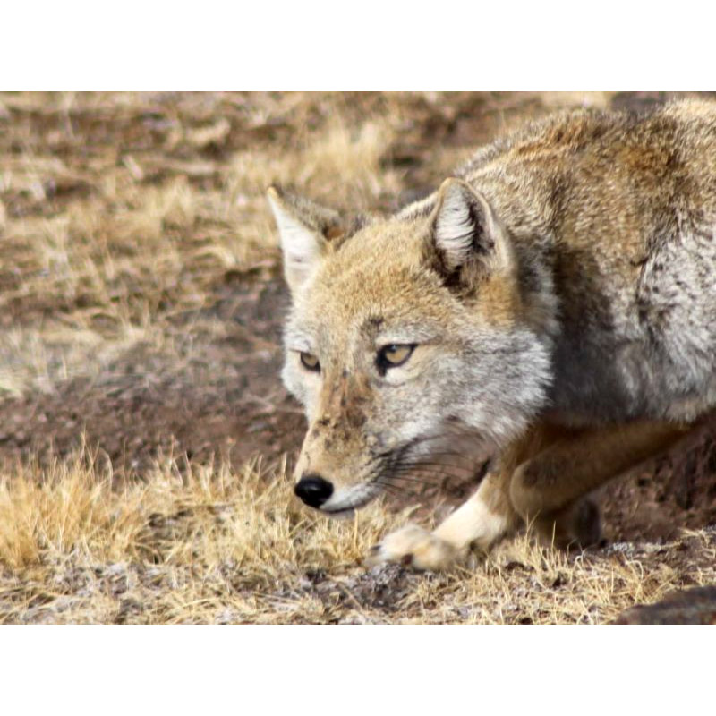 Vulpes ferrilata Фото №10