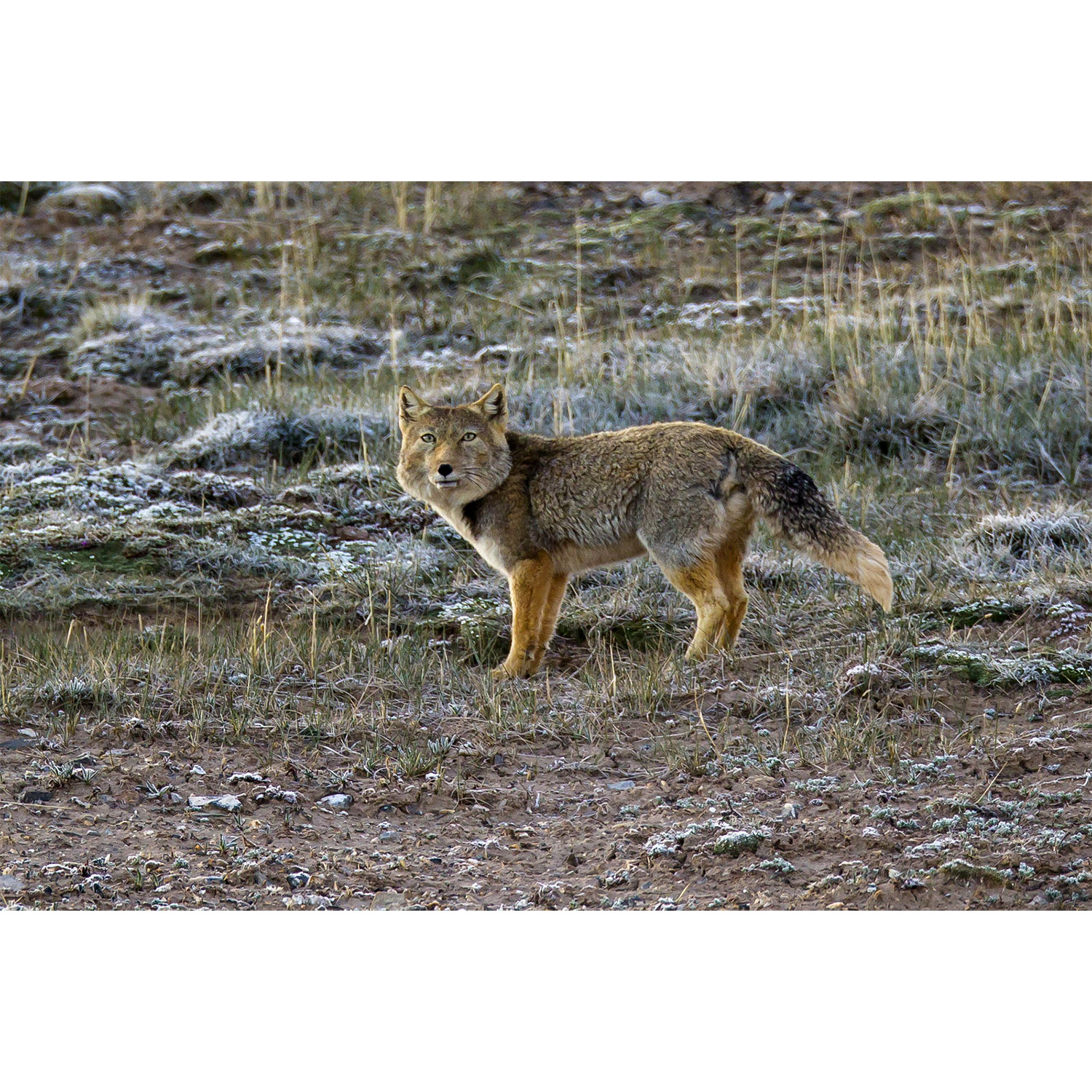 Vulpes ferrilata Фото №2