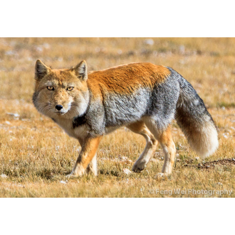 Vulpes ferrilata Фото №3