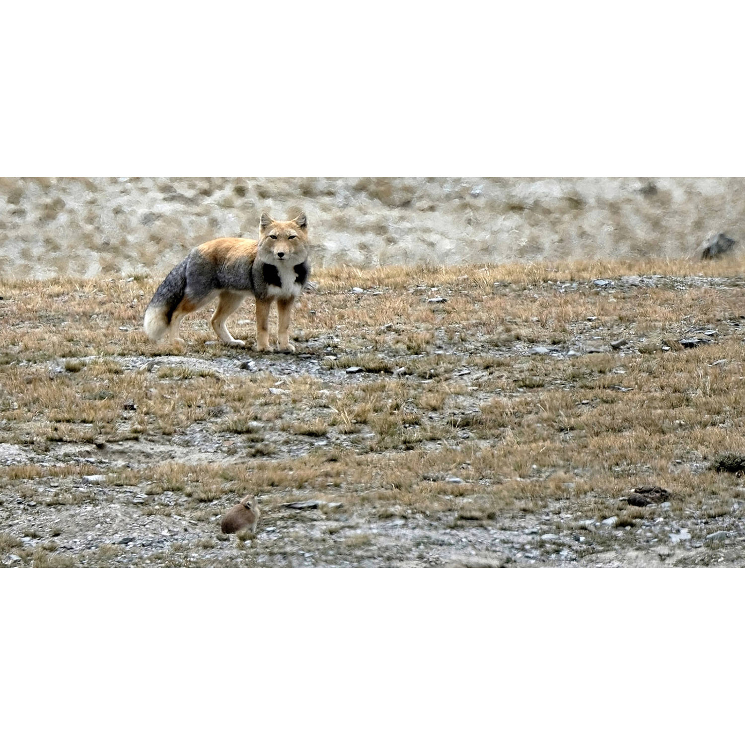Vulpes ferrilata Фото №4