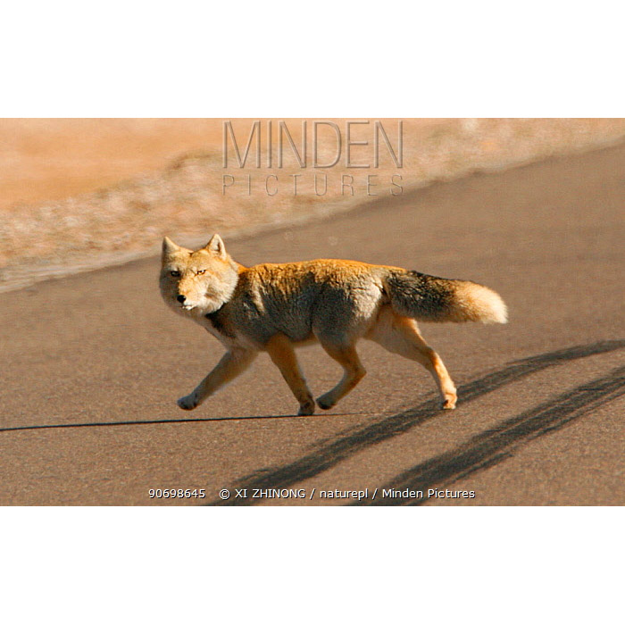 Vulpes ferrilata Фото №5