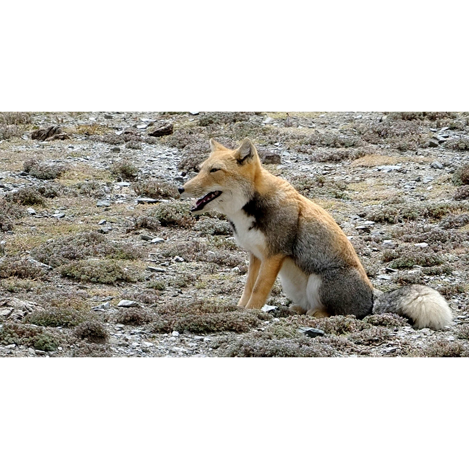 Vulpes ferrilata Фото №6