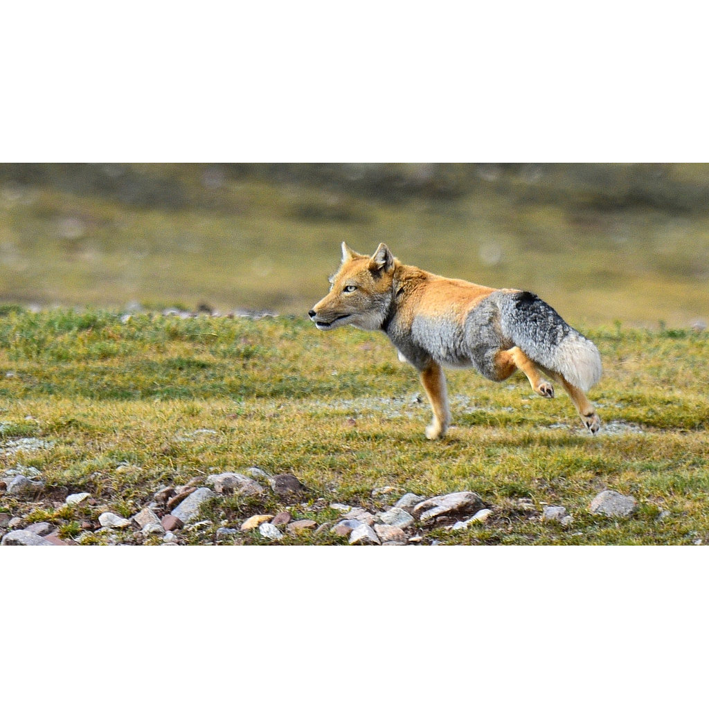 Vulpes ferrilata Фото №7