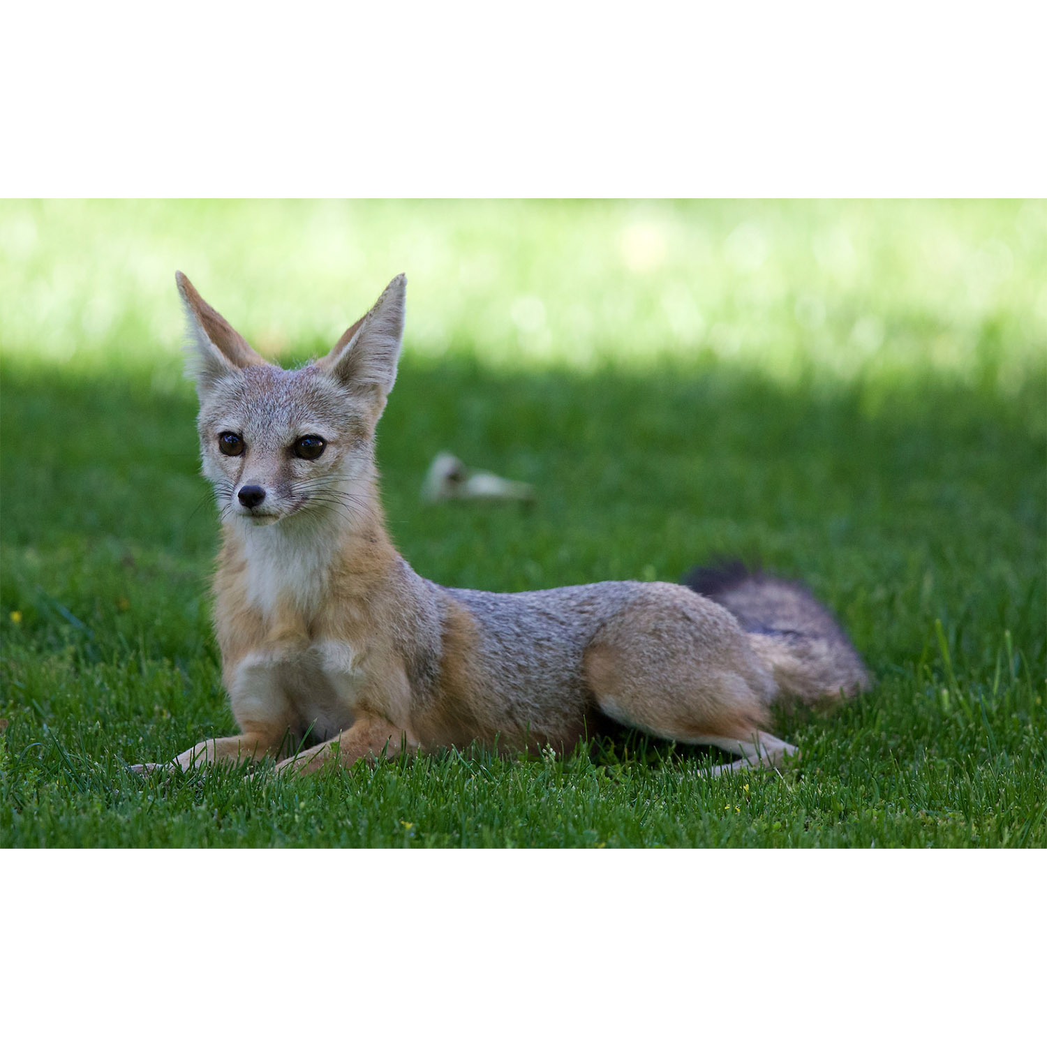 Vulpes macrotis Фото №10
