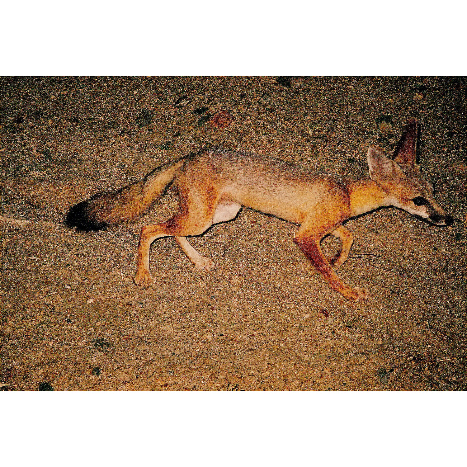 Vulpes macrotis Фото №2
