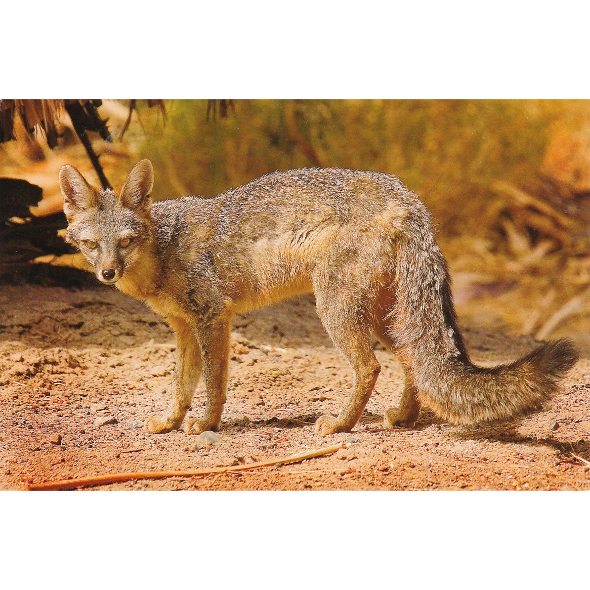 Vulpes macrotis Фото №3