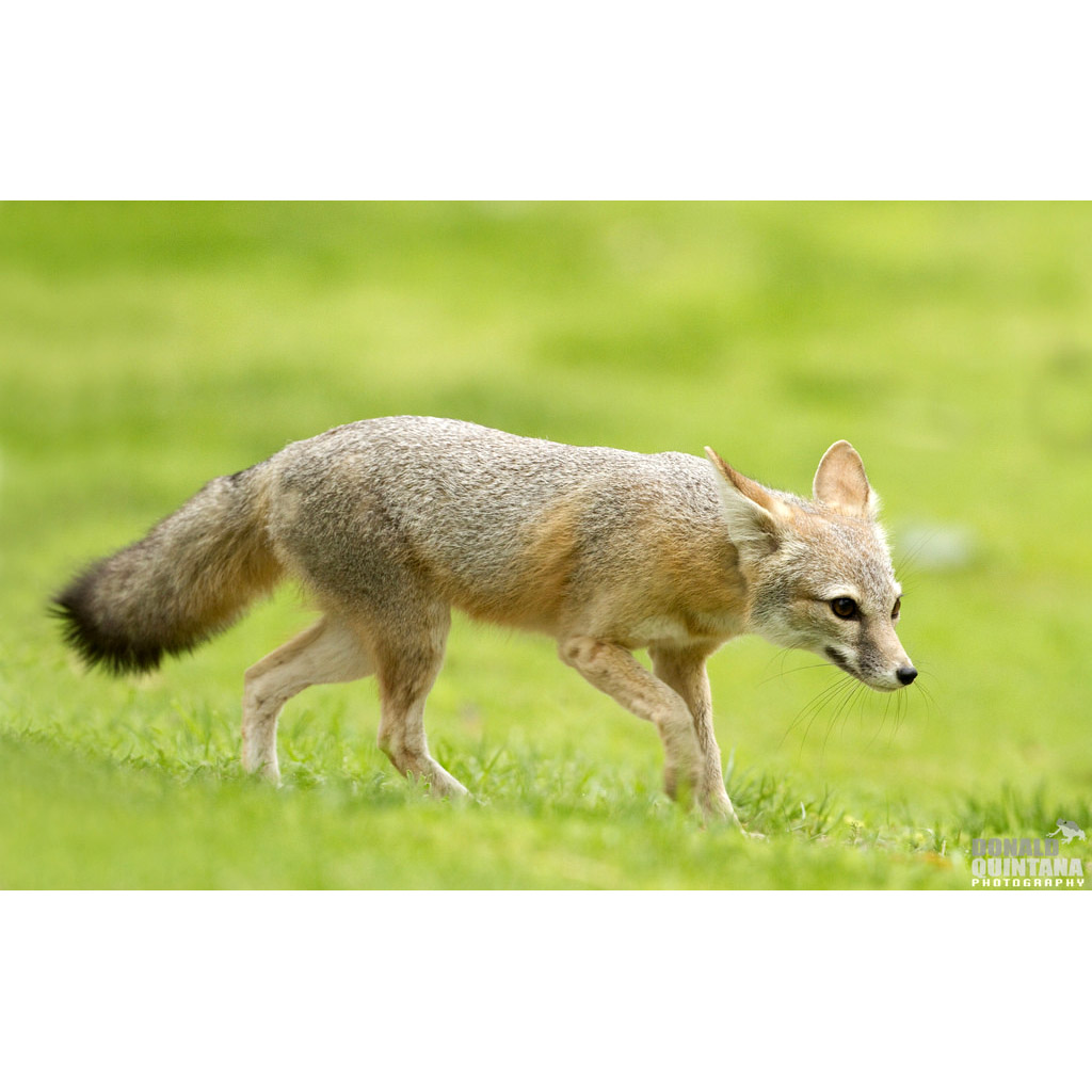 Vulpes macrotis Фото №4
