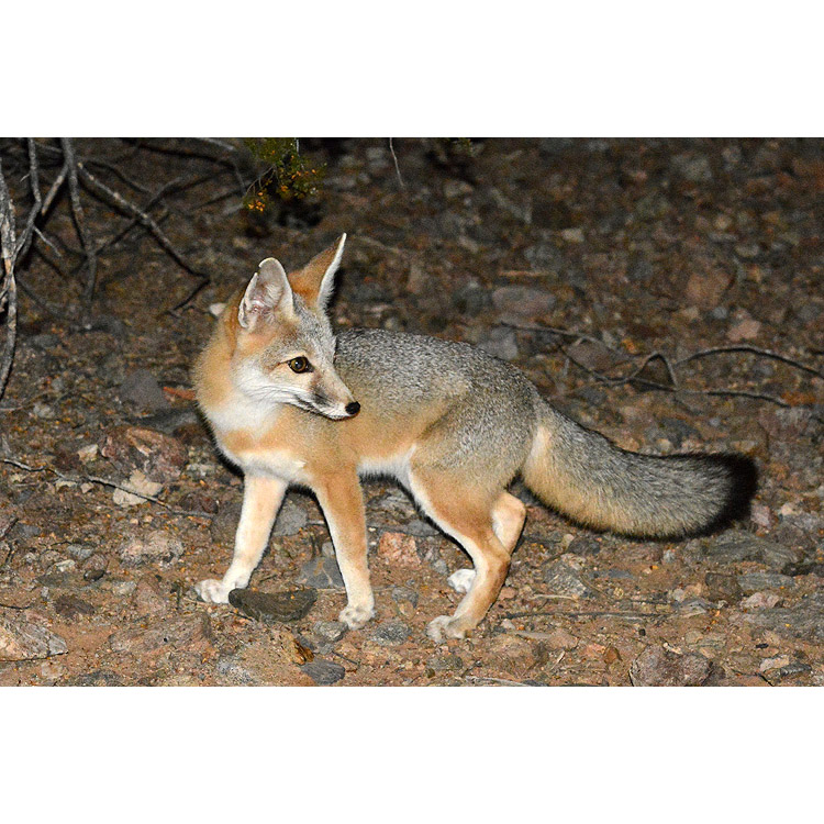 Vulpes macrotis Фото №5