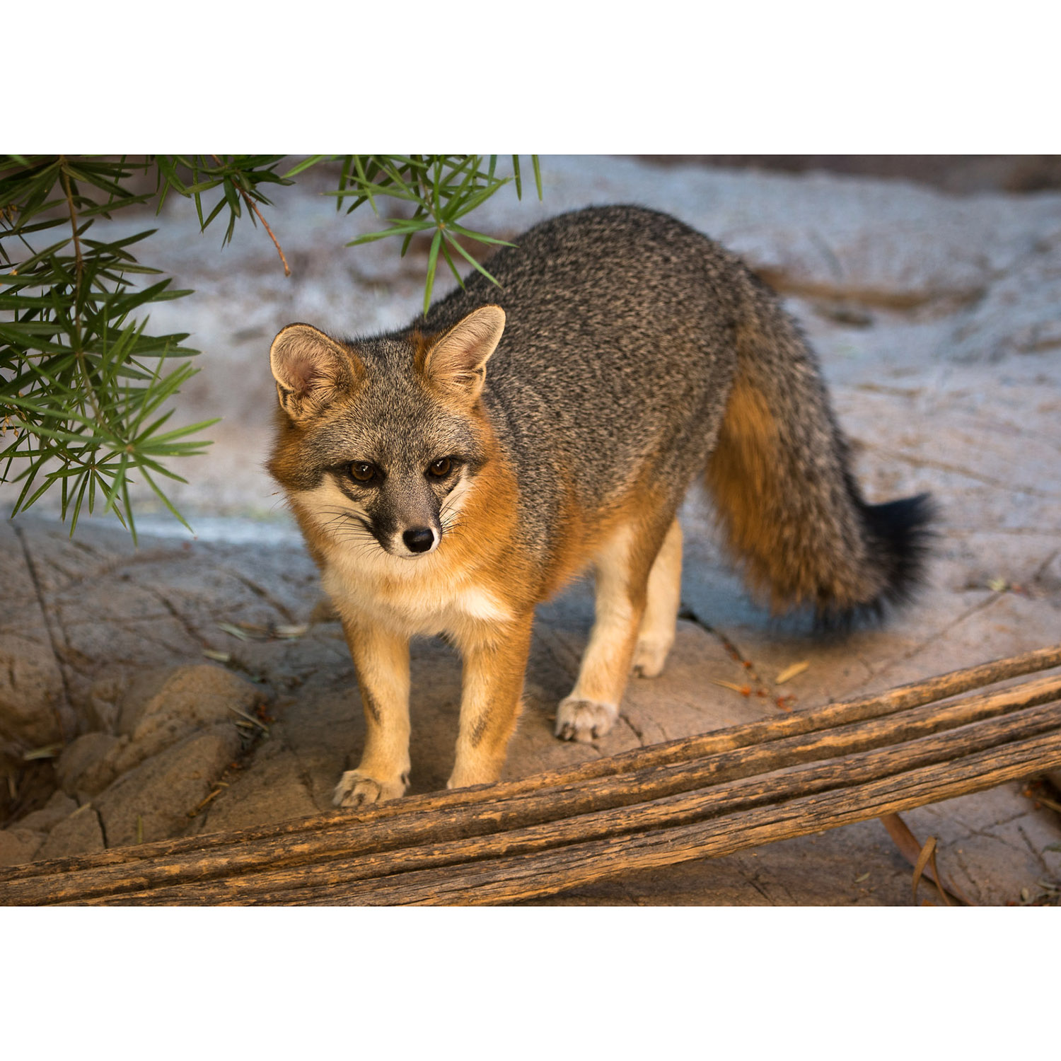 Vulpes macrotis Фото №6