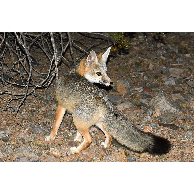 Vulpes macrotis Фото №7