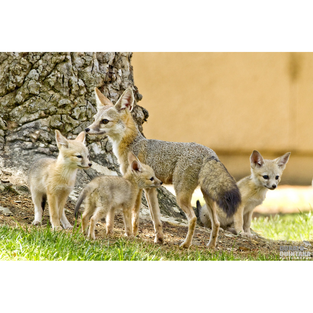 Vulpes macrotis Фото №8