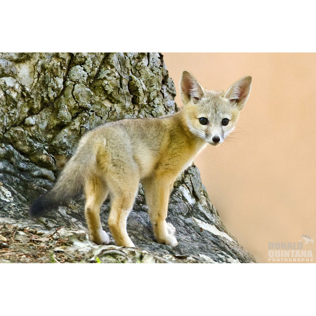 Vulpes macrotis Фото №9