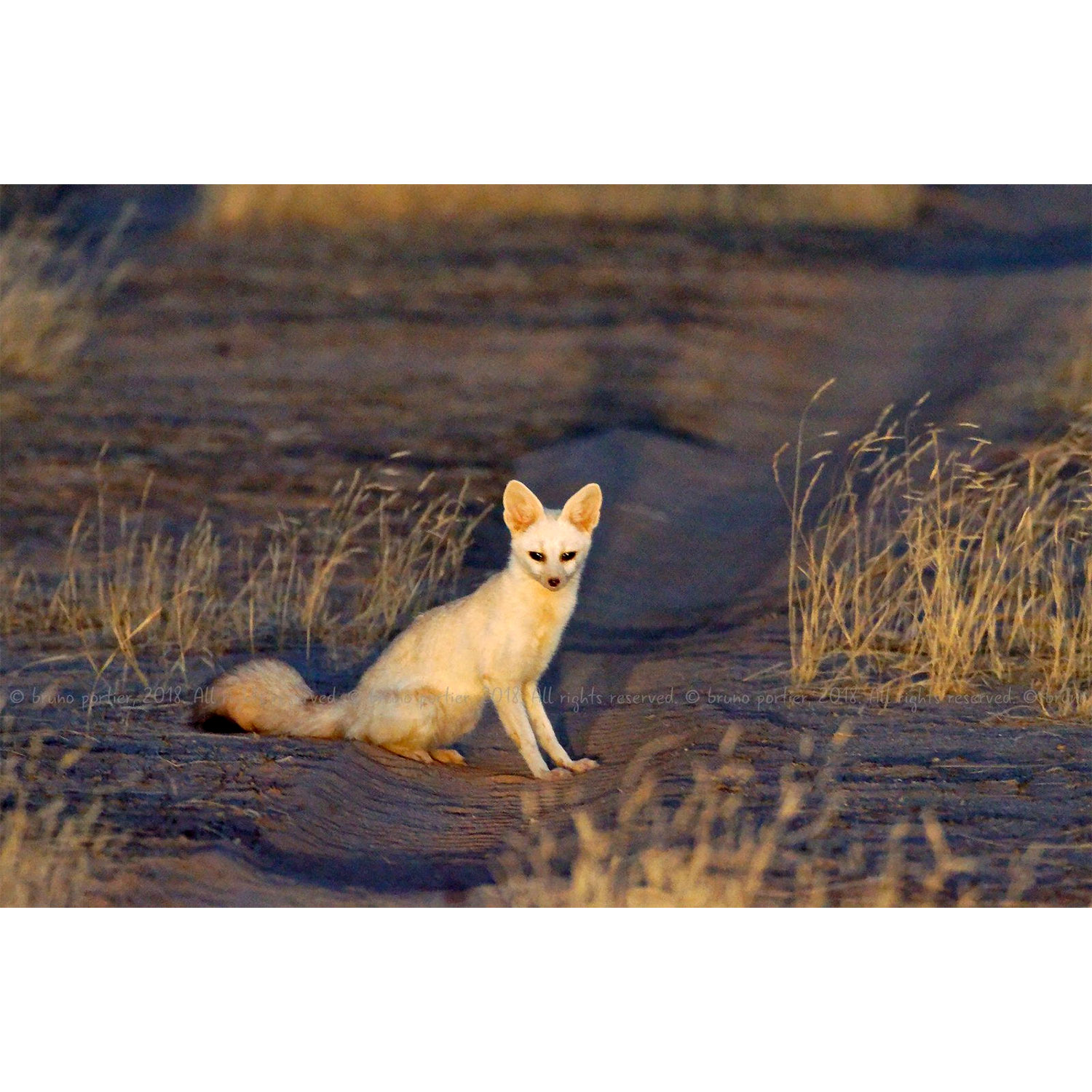 Vulpes pallida Фото №2