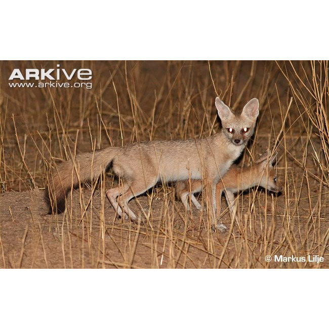 Vulpes pallida Фото №3