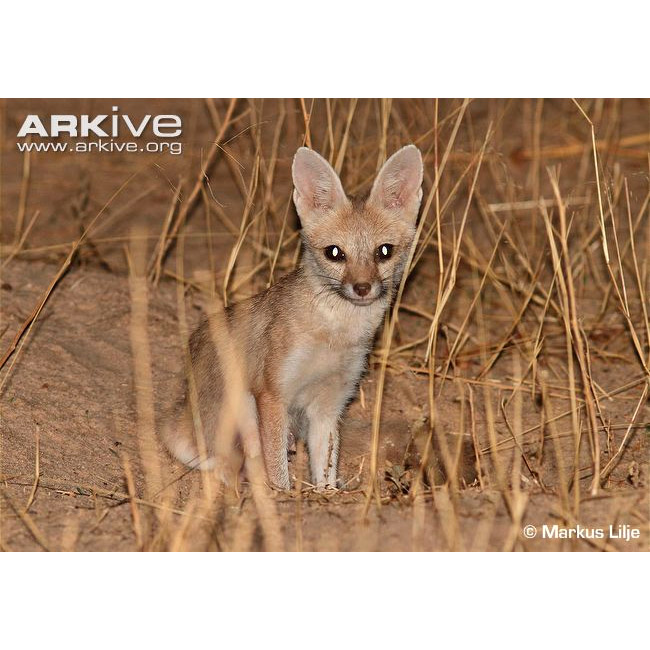 Vulpes pallida Фото №4