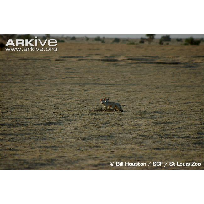 Vulpes pallida Фото №5