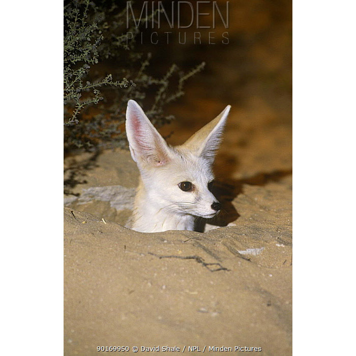 Vulpes rueppellii Фото №10