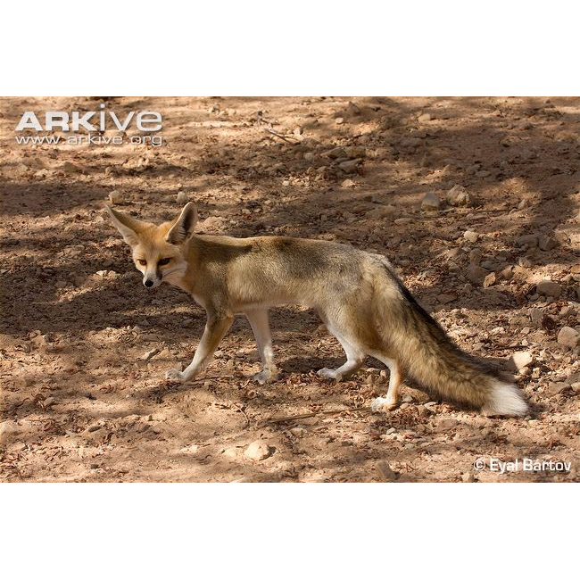 Vulpes rueppellii Фото №2