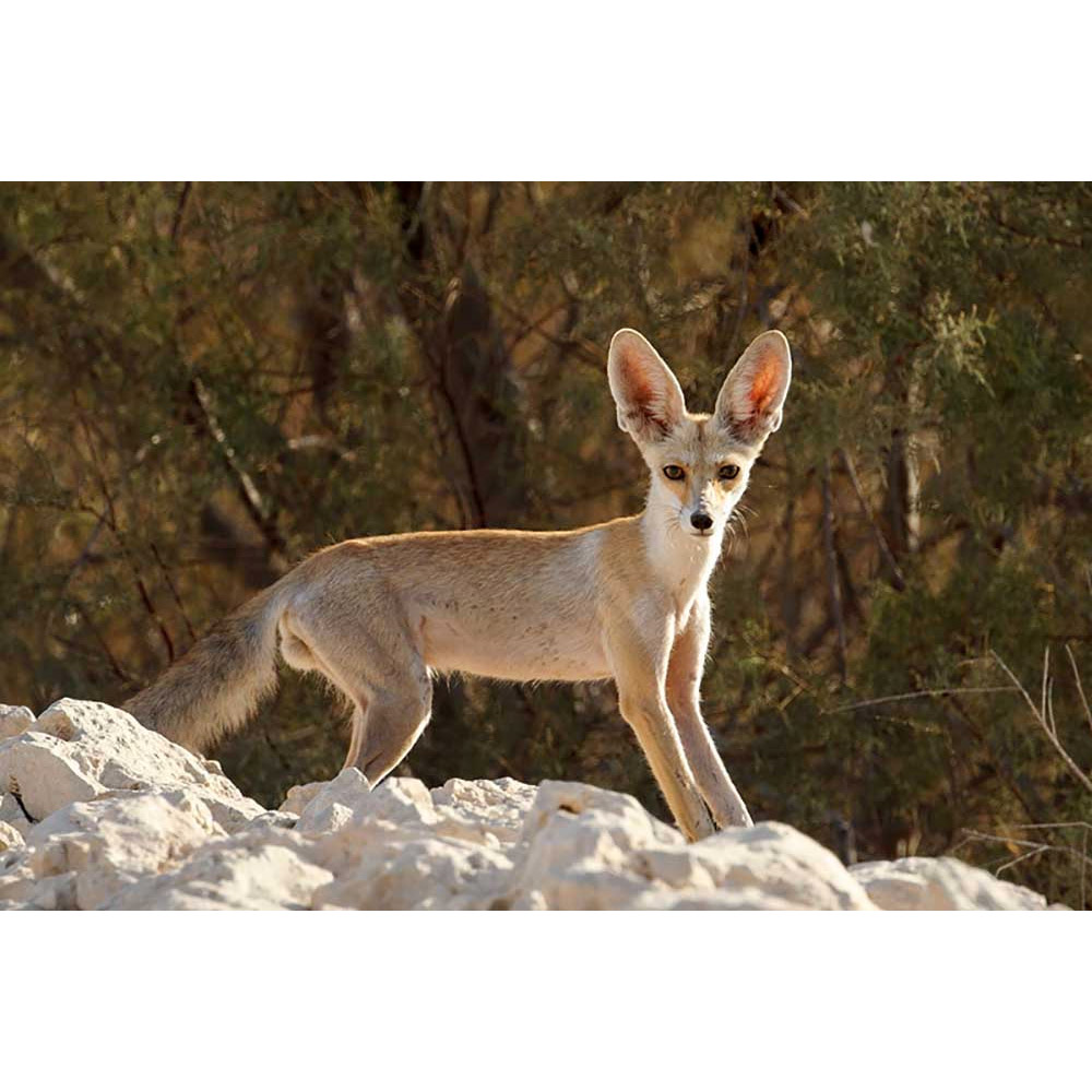 Vulpes rueppellii Фото №3