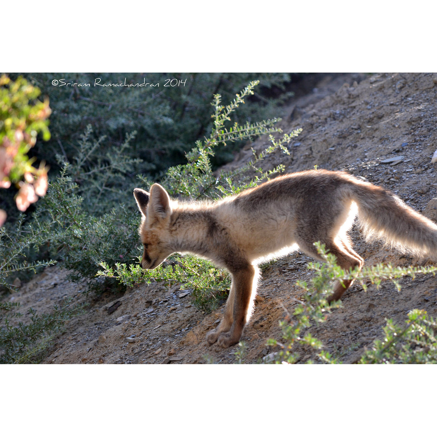 Vulpes rueppellii Фото №4
