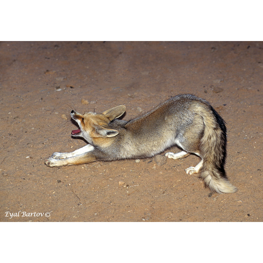 Vulpes rueppellii Фото №5