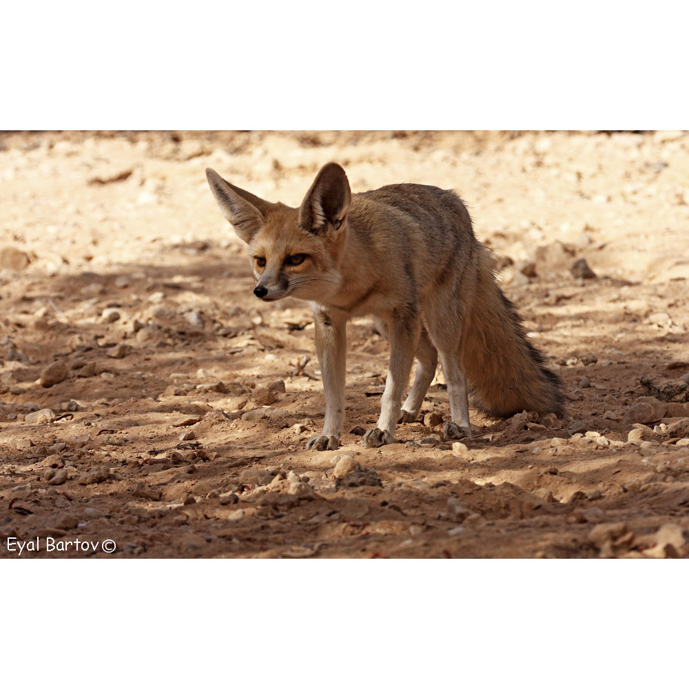 Vulpes rueppellii Фото №6