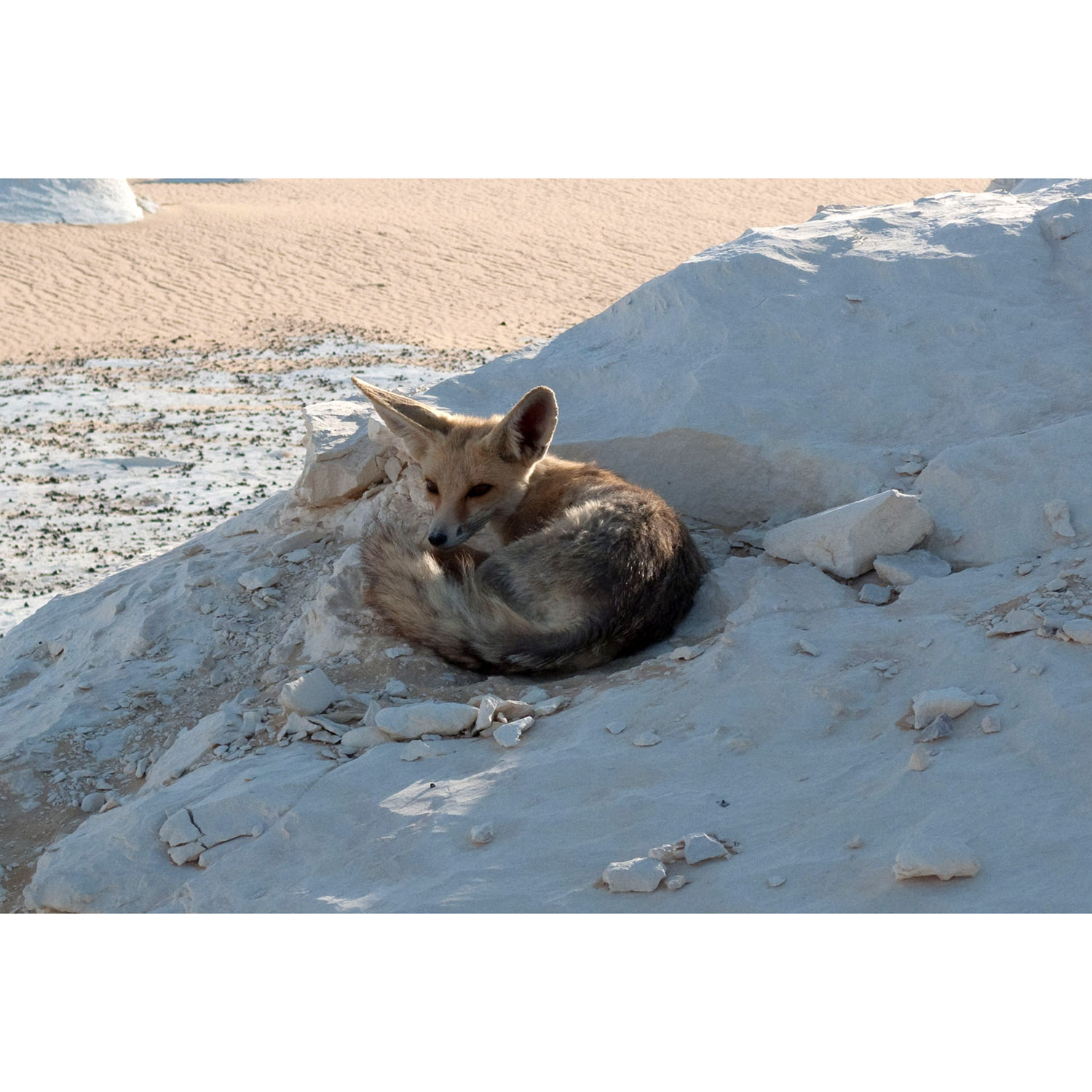 Vulpes rueppellii Фото №7