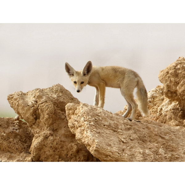 Vulpes rueppellii Фото №8