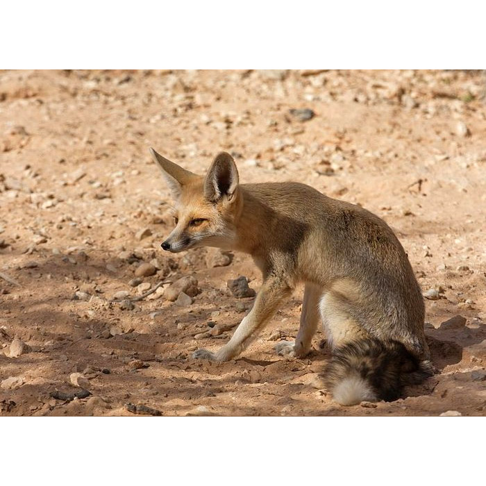 Vulpes rueppellii Фото №9