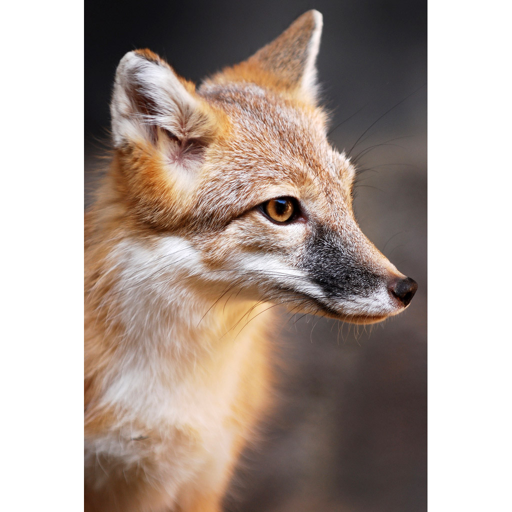 Vulpes velox Фото №10