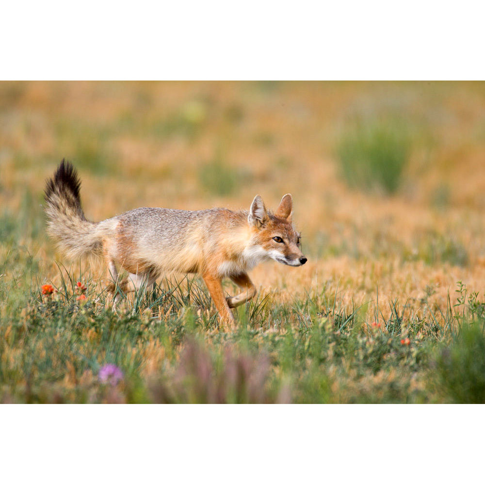 Vulpes velox Фото №2