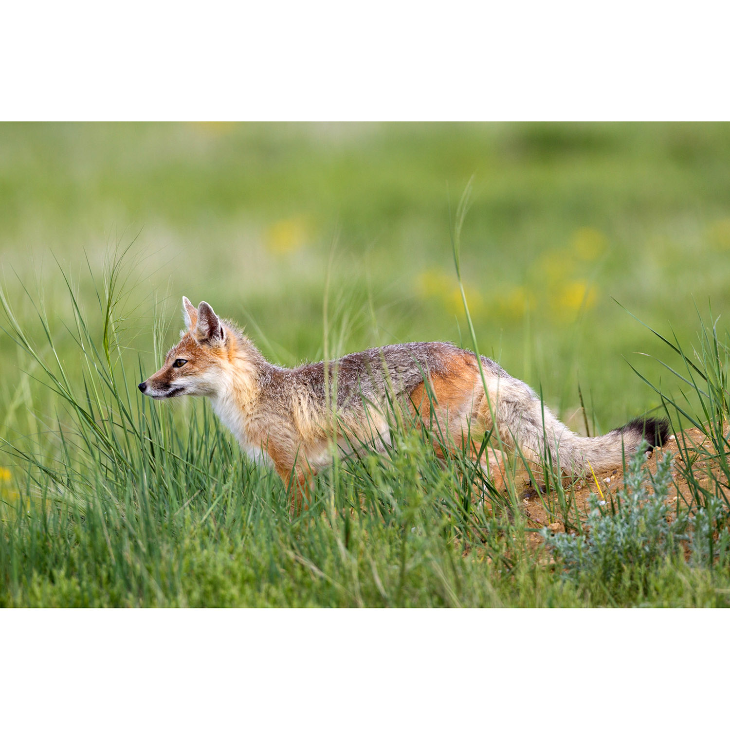 Vulpes velox Фото №3
