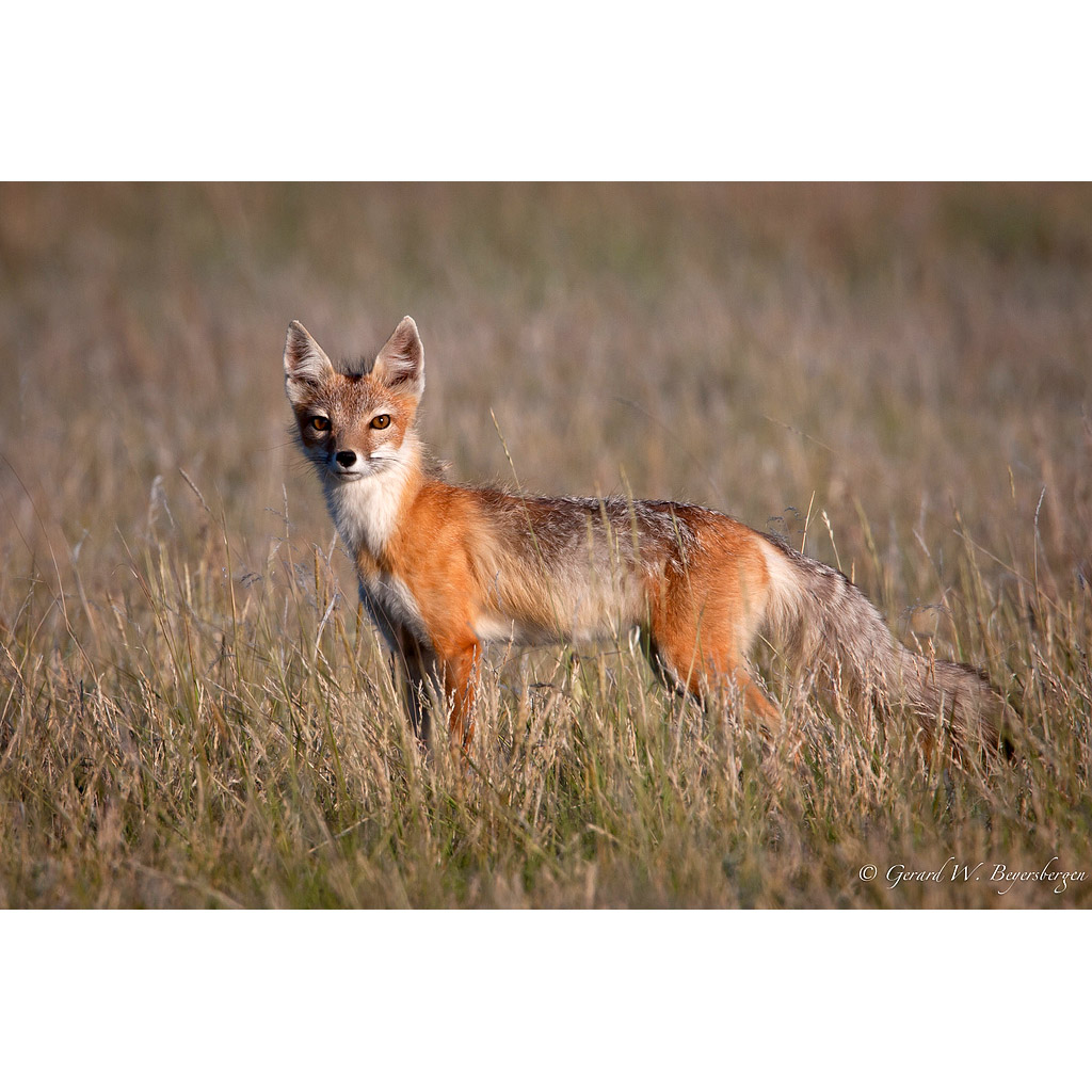 Vulpes velox Фото №4