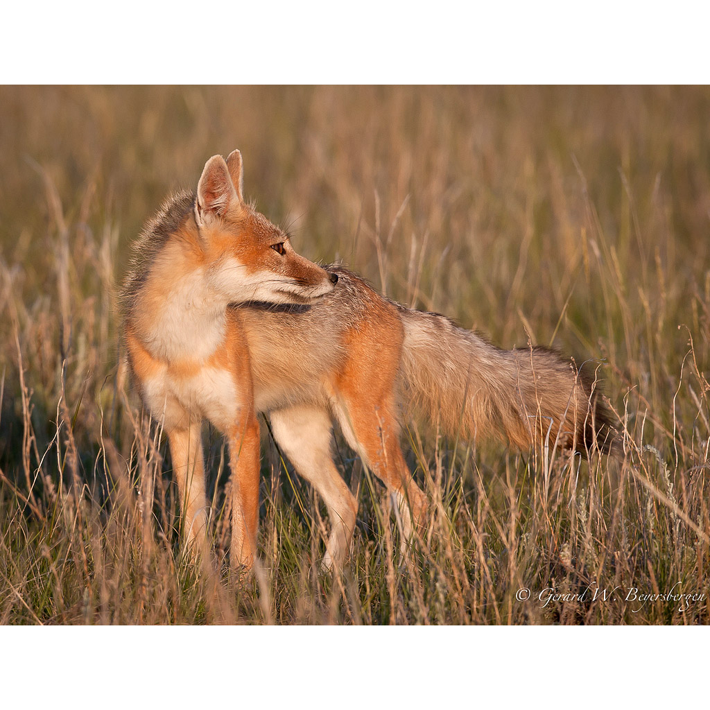 Vulpes velox Фото №5